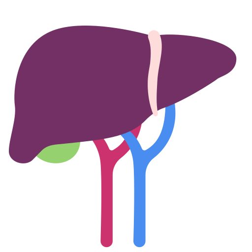 Liver